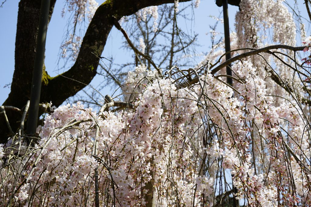 大野寺のしだれ桜4