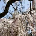 大野寺のしだれ桜4