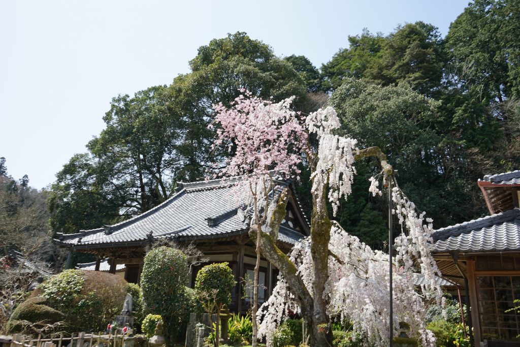 大野寺のしだれ桜5