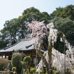 大野寺のしだれ桜5