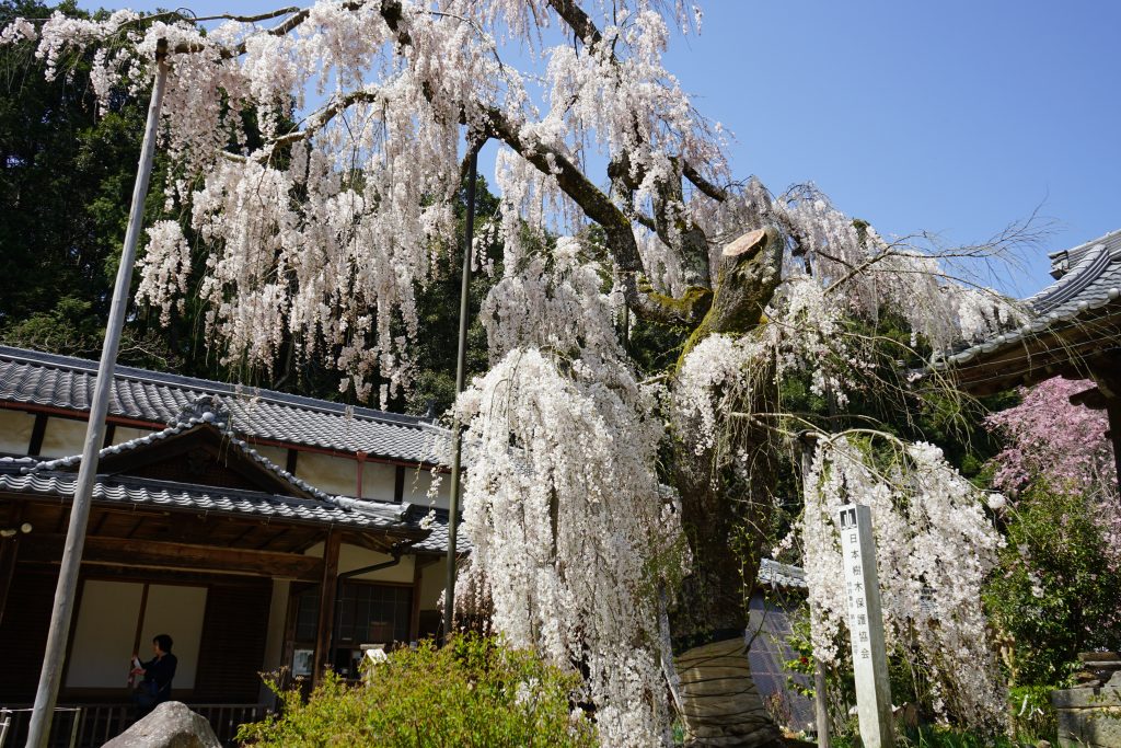 大野寺のしだれ桜6