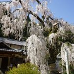 大野寺のしだれ桜6