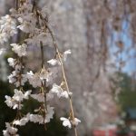 大野寺境内の桜UP画