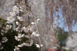 大野寺境内の桜UP画