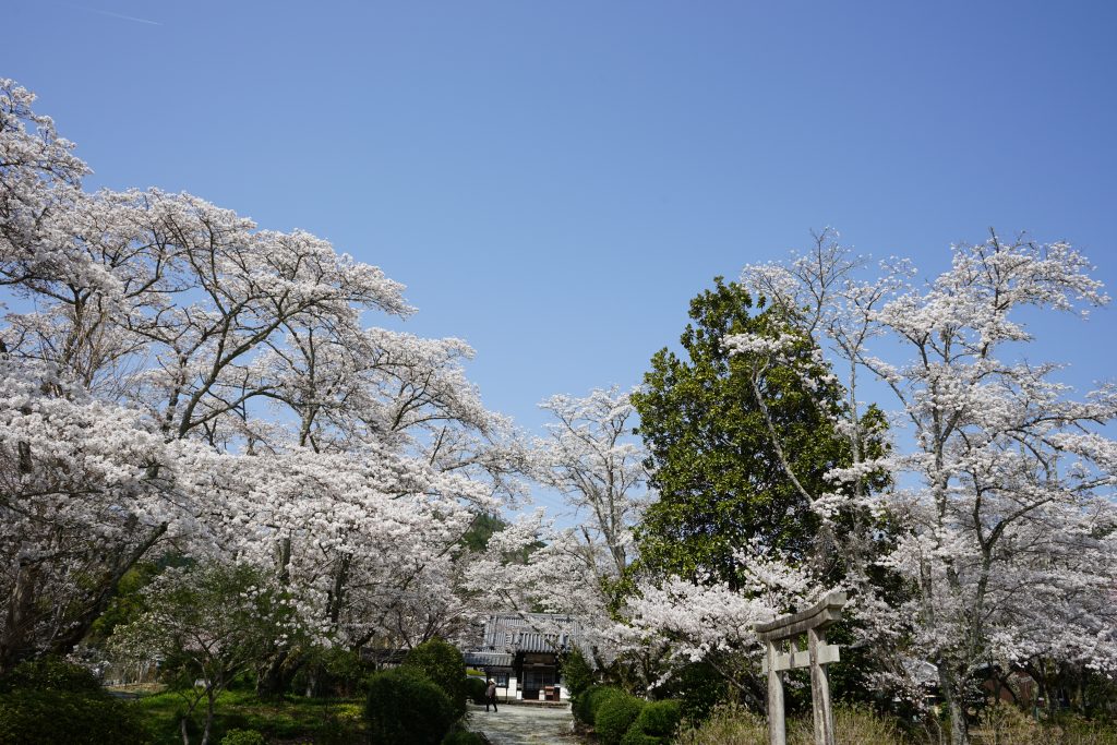 世尊寺境内の桜1