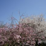世尊寺境内の桜2