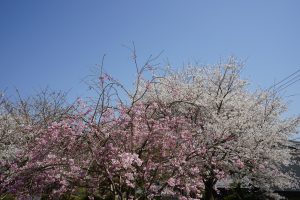 世尊寺境内の桜2