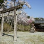 世尊寺境内の桜3