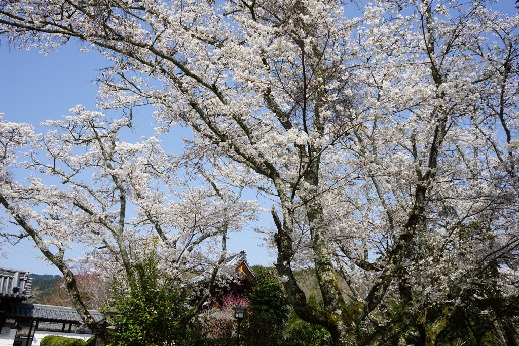 境内の桜