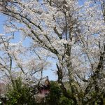 境内の桜