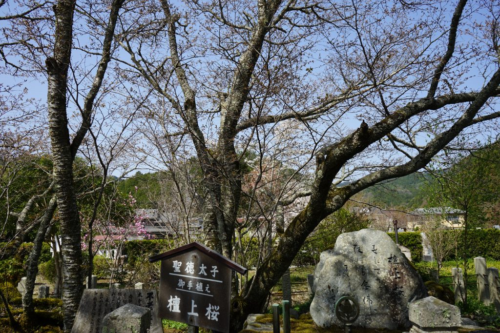 世尊寺の檀上桜