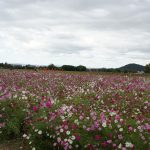 藤原京跡のコスモス2