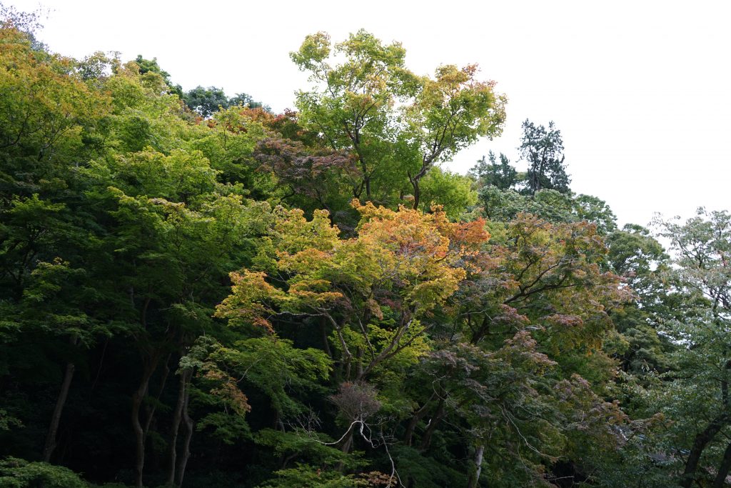 談山神社十三重塔と紅葉4