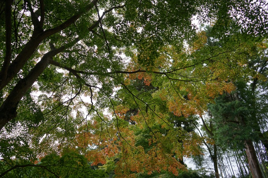 談山神社権殿の紅葉1