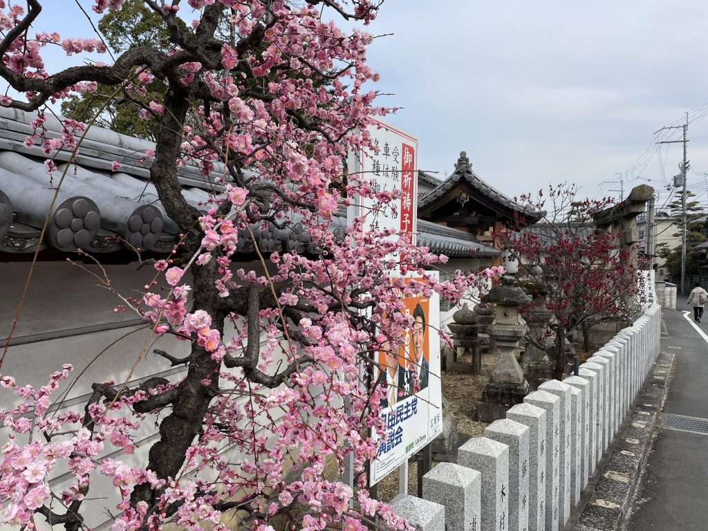 菅原天満宮の桃