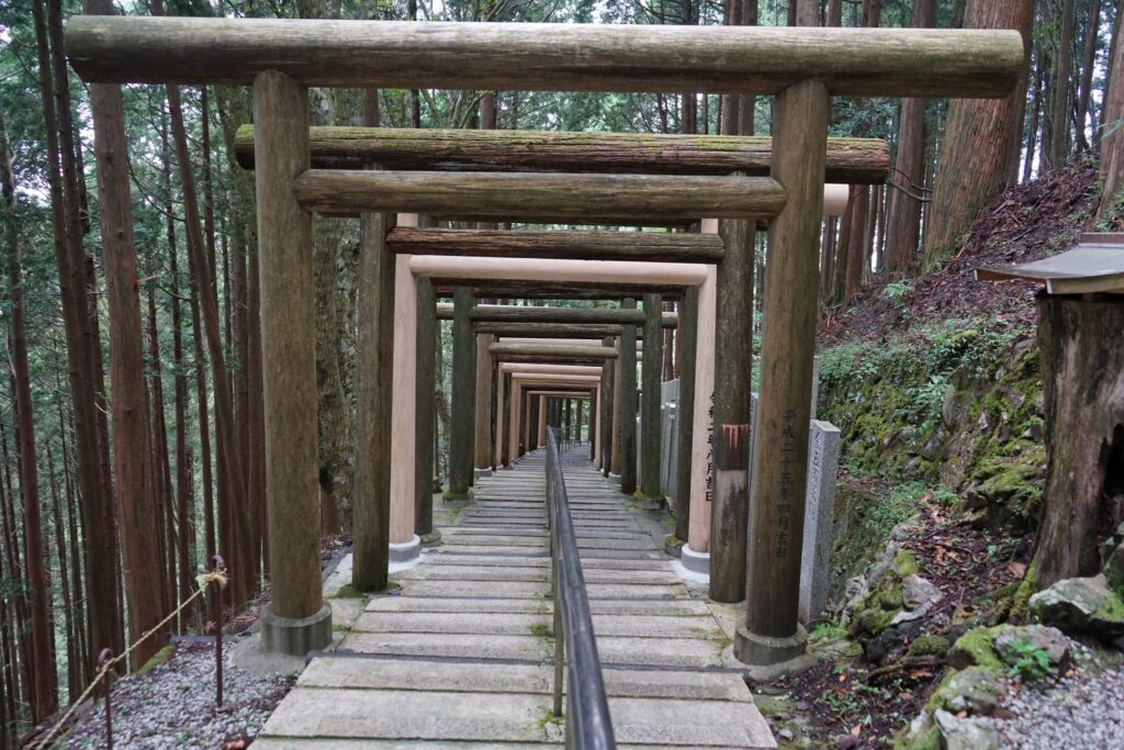 杉木立に続く鳥居の列