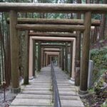 杉木立に続く鳥居の列