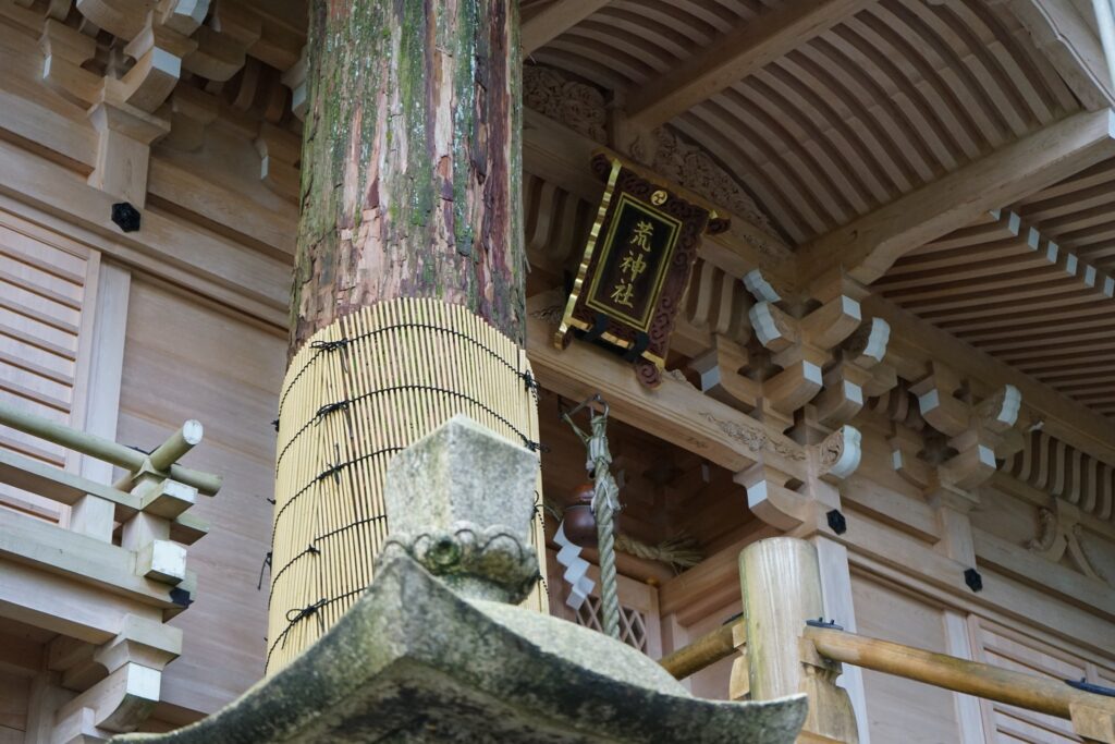 社殿を貫くように立つ大杉