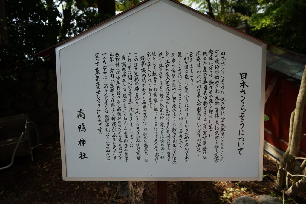 日本さくらそうについての説明板