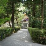 杉木立の参道