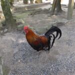 石上神宮のニワトリ