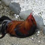 座り込むニワトリ