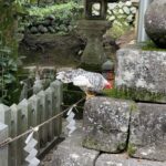 石段のそばのニワトリ