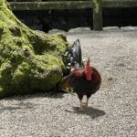 境内のニワトリ
