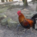 石上神宮の境内を歩く東天紅