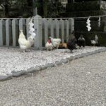 玉垣のそばに集まるニワトリ