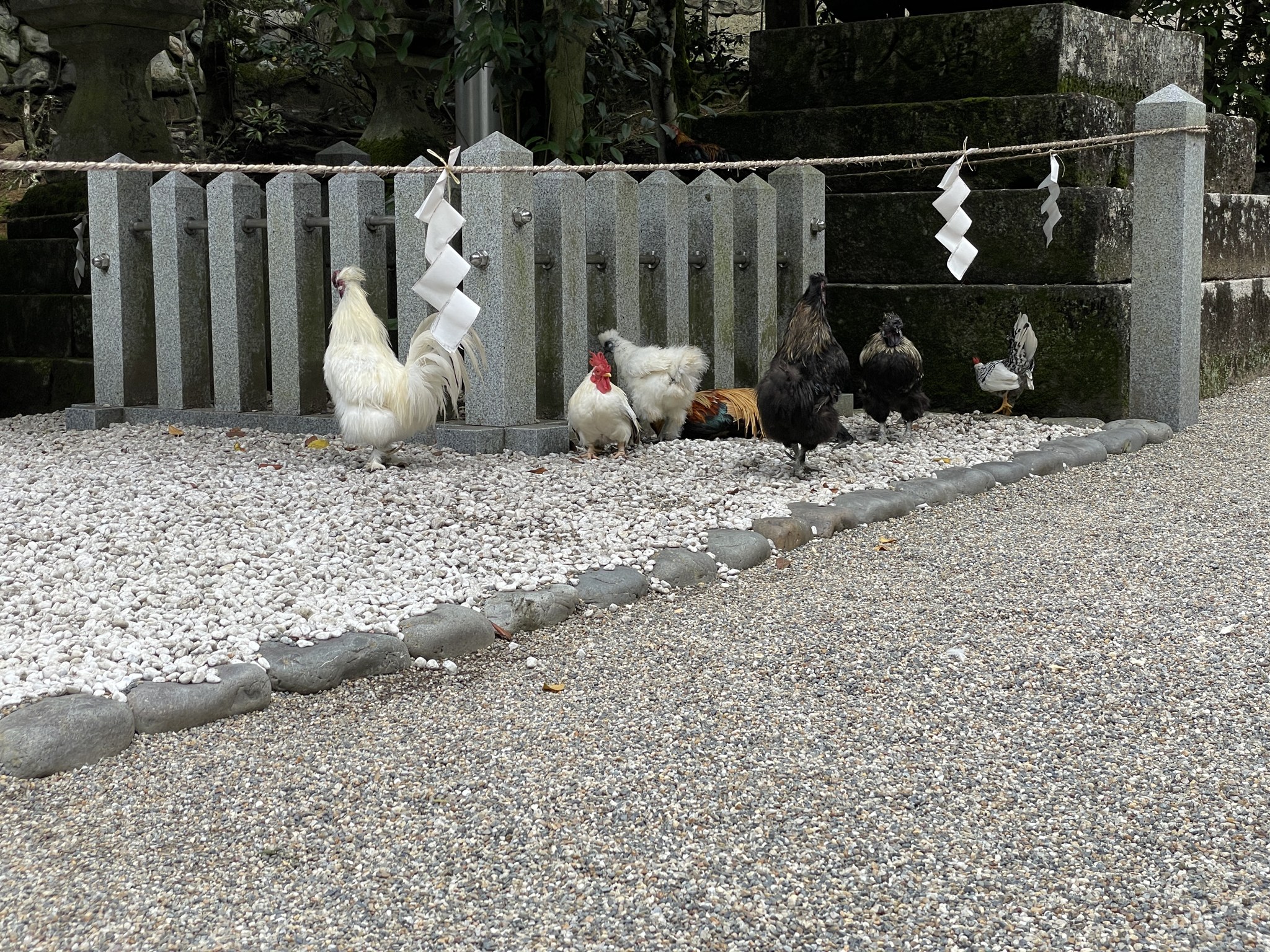 玉垣のそばに集まるニワトリ