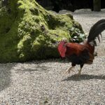 苔むした根元を歩くニワトリ