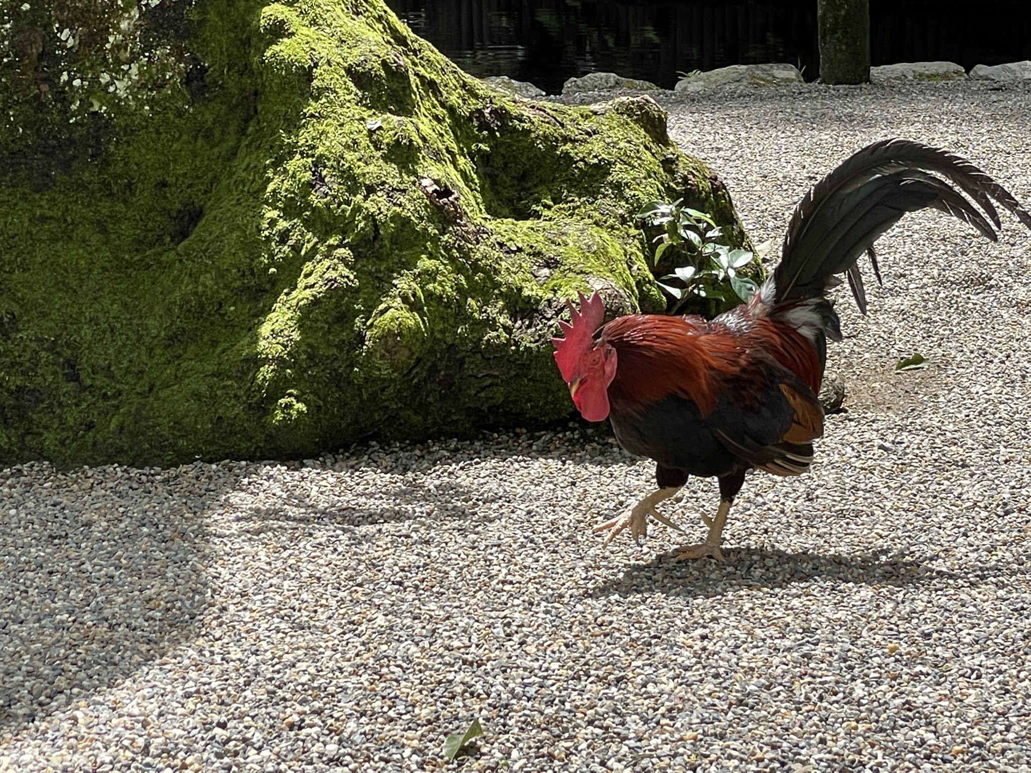 苔むした根元を歩くニワトリ