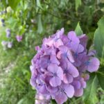 馬見丘陵公園に咲く紫のアジサイ