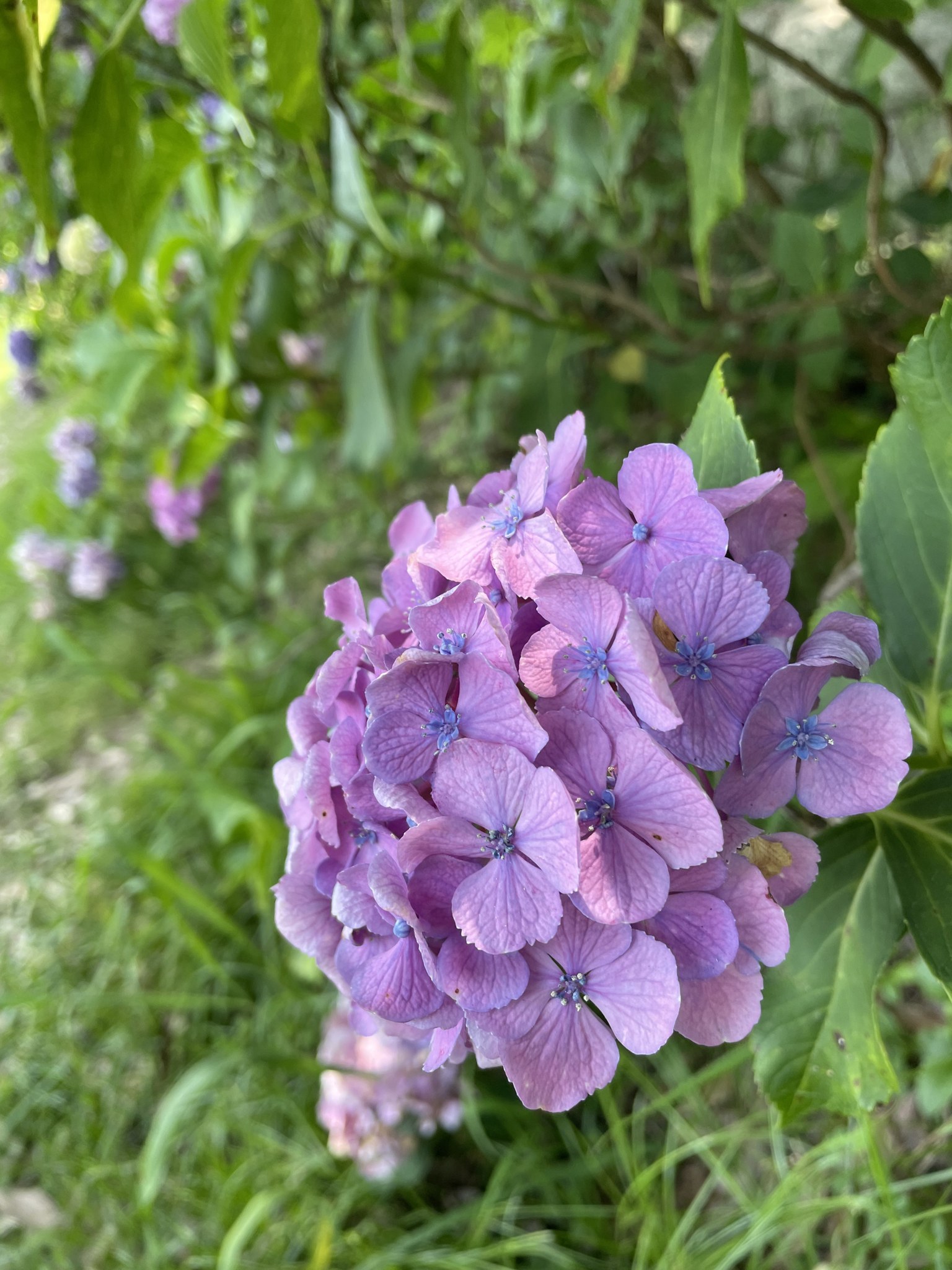 馬見丘陵公園に咲く紫のアジサイ