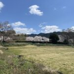 石舞台古墳の園地に咲く桜と菜の花