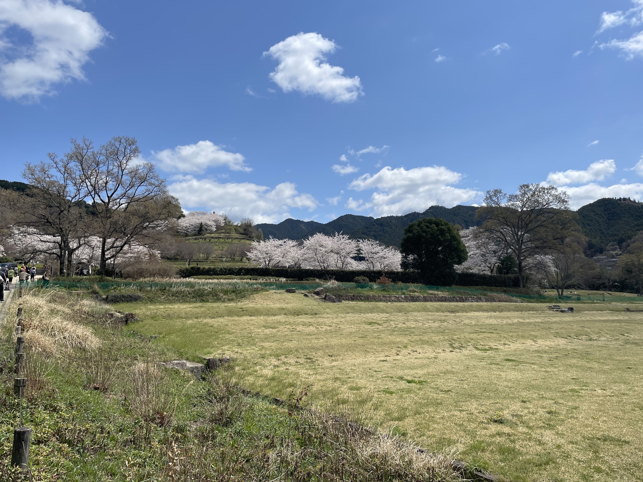 石舞台古墳の園地に咲く桜と菜の花