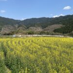 稲渕の菜の花畑