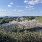 飛鳥川沿いの桜