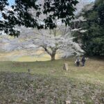 定林寺跡の桜