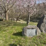 奥飛鳥の桜