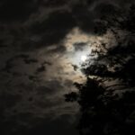 木の枝ごしに見える雲間の満月