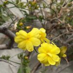 黄色い花をつけたオウバイ