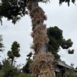 今里の蛇巻きの藁の大蛇