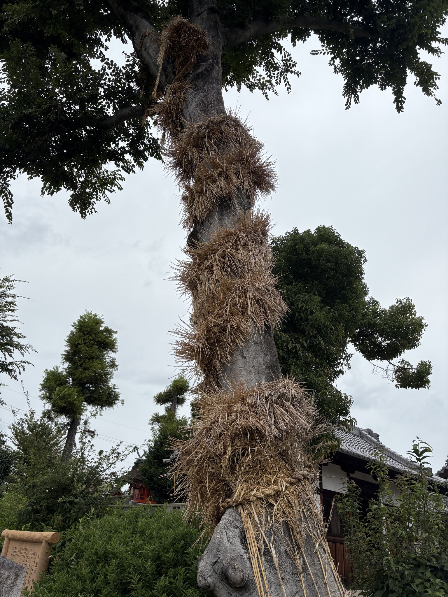 今里の蛇巻きの藁の大蛇