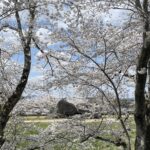 菜の花畑ごしに眺める石舞台古墳