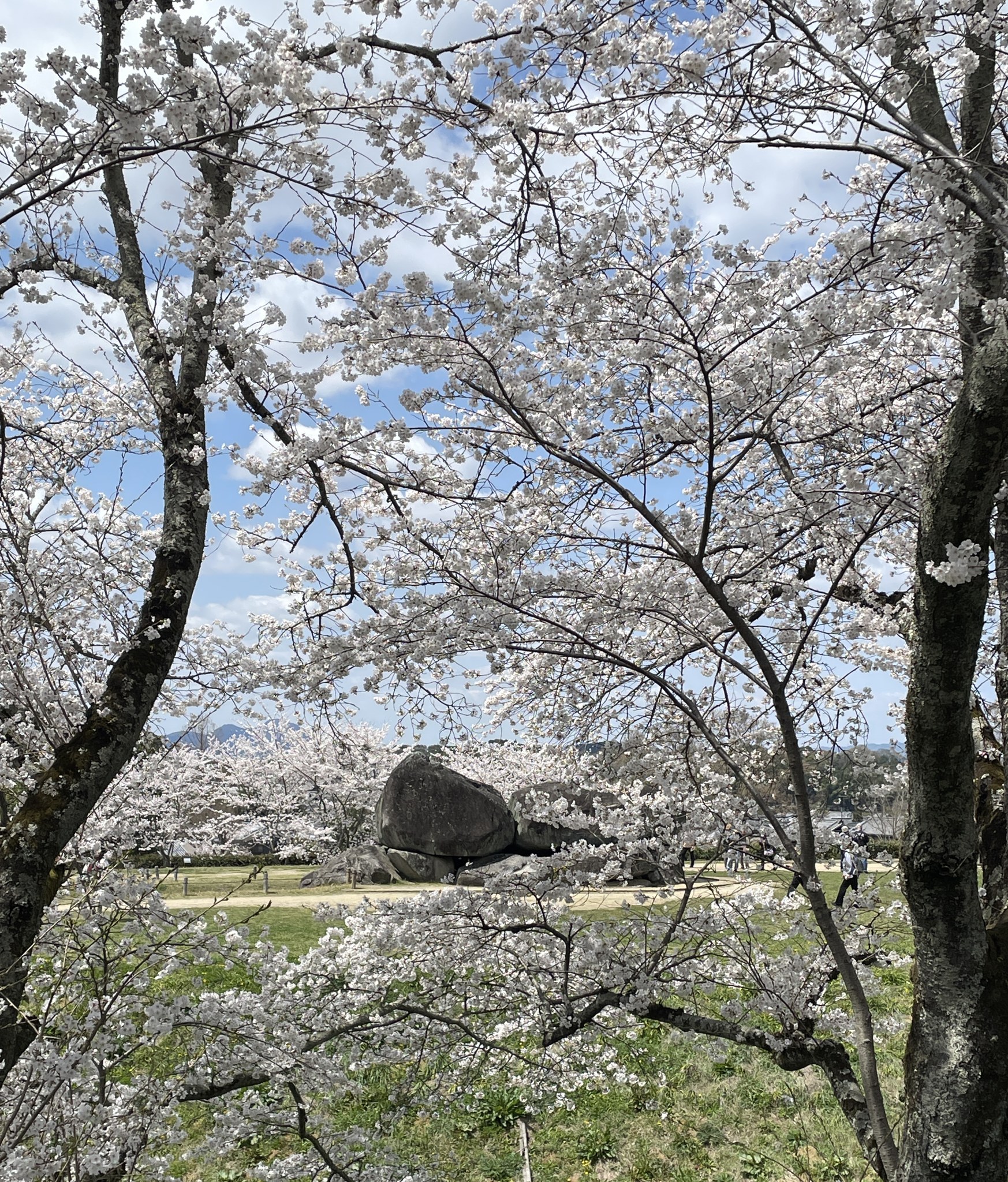 菜の花畑ごしに眺める石舞台古墳