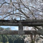 飛鳥川上坐宇須多伎比売命神社の鳥居