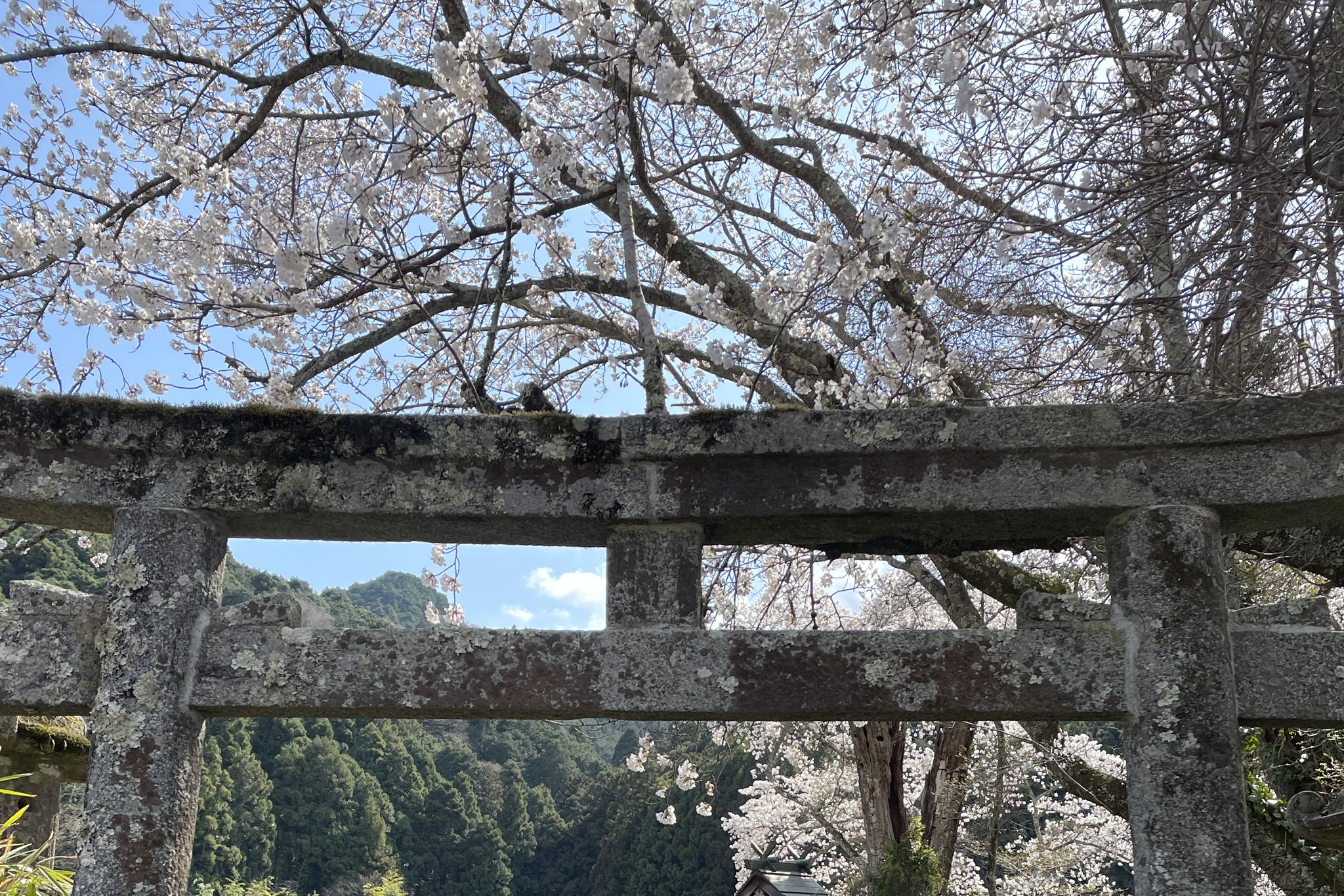 飛鳥川上坐宇須多伎比売命神社の鳥居