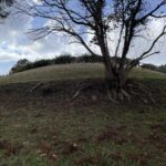 黒塚古墳の墳丘と木